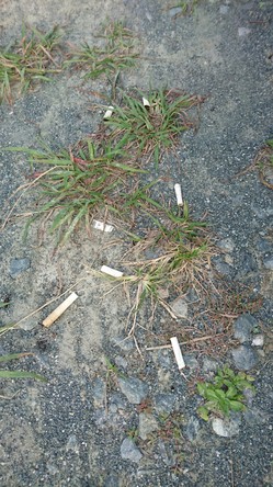 H28.10.22 本社清掃活動_370.jpg